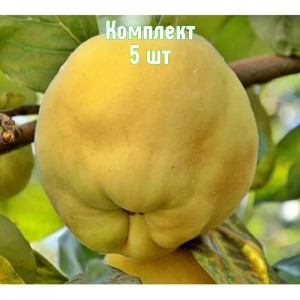 Комплект 5шт / Айва яблоковидная Золотистая