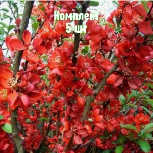 Комплект 5шт / Айва японская Клементина