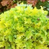 Комплект 5шт / Гейхера зеленолистная Лайм Мармелад