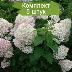 Саженцы гортензии метельчатой Сильвер Доллар (Silver Dollar ) -  комплект 5 шт.
