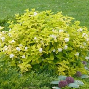 Саженец чубушника (жасмина садового) Ауреус