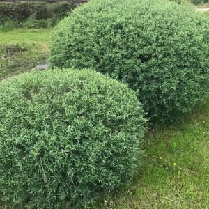 Саженец ивы шаровидной Маяк