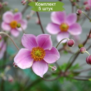 Саженцы анемоны японской SEPTEMBER CHARM -  комплект 5 шт.