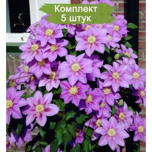 Саженцы клематиса Барбара Джекман (Barbara Jackman) -  комплект 5 шт.