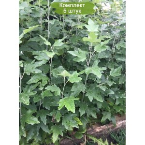 Саженцы тополя Пирамидального (20-40 см) -  комплект 5 шт.