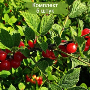 Саженцы Вишни войлочной Натали -  комплект 5 шт.