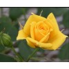 Комплект 5шт/Роза Латина (чайно-гибридная)