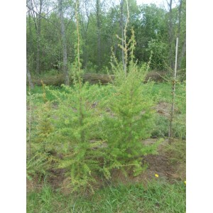 Саженец лиственницы Европейской 40-60 см
