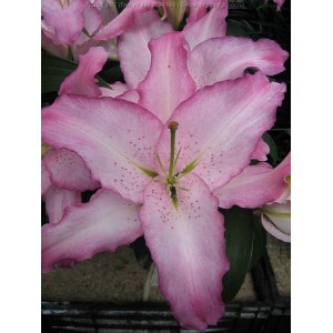 Луковица лилии Бразилия