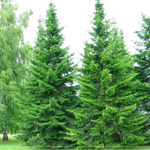 Сеянец пихты Сибирская (до 15 см)