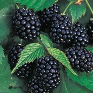 Саженец черной ежемалины Бойсенберри (Boysenberry) 