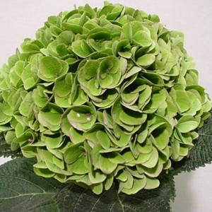 Саженец гортензии крупнолистной Мэджикал эмеральд (Magical Emerald)