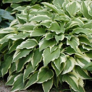 Саженец хосты гибридной Моерхейм (Moerheim)