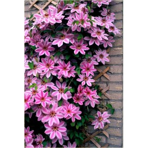 Саженец клематиса Андромеда