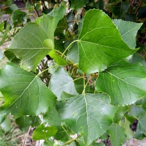 Сеянец тополя Серебристого Пирамидального (до 20 см)